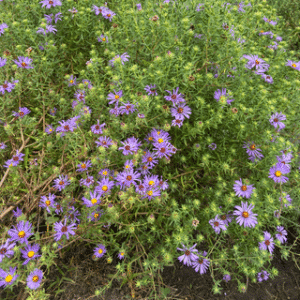 Aromatic Aster