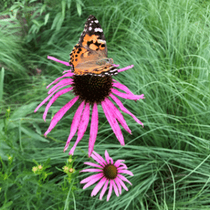 Pale Purple Coneflower