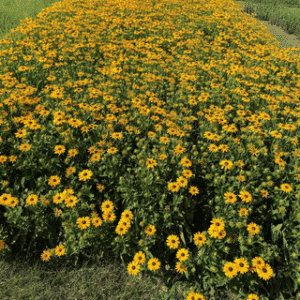 Showy Black-eyed Susan