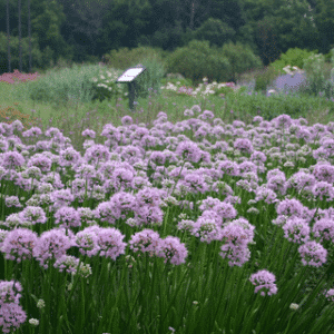 Allium 'Summer Beauty'
