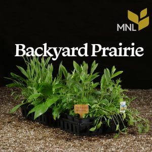 Backyard Prairie