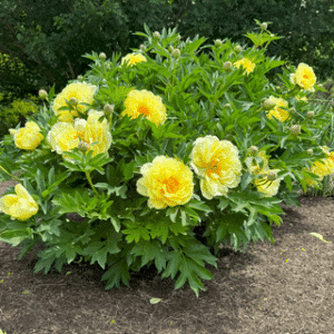 Paeonia 'Bartzella' - Itoh Peony