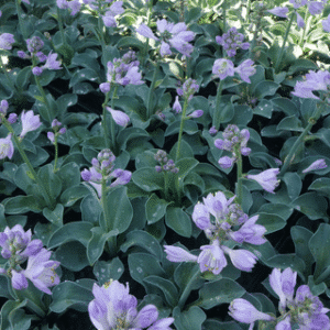 Hosta 'Blue Mouse Ears'