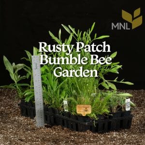 Rusty Patched Bumble Bee Garden