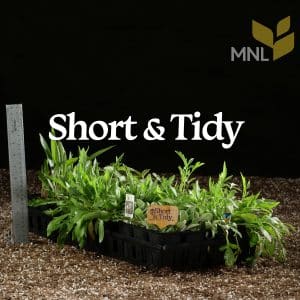 Short & Tidy