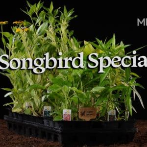 Songbird Special