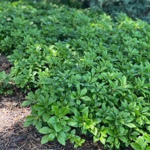 'Green Carpet' Pachysandra