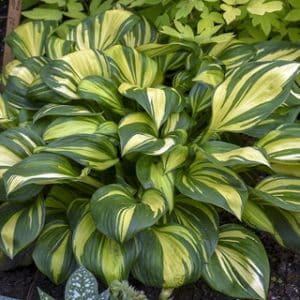 'Rainbow's End' Hosta