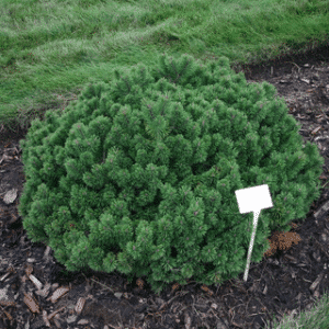 'Slowmound' Dwarf Mountain Pine