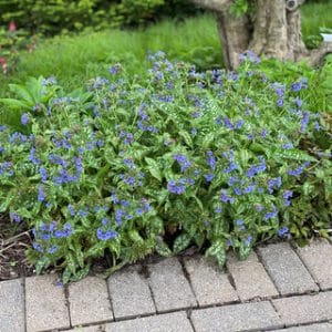'Trevi Fountain' Lungwort