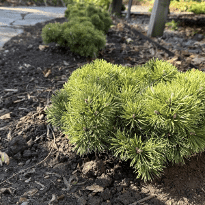 'VALLEY CUSHION' Dwarf Mountain Pine