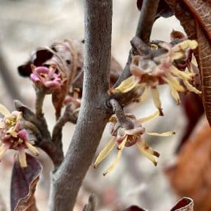 Vernal Witchhazel
