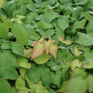 Red Barrenwort