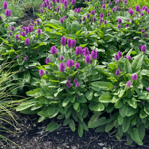 Stachys x 'Hummelo'