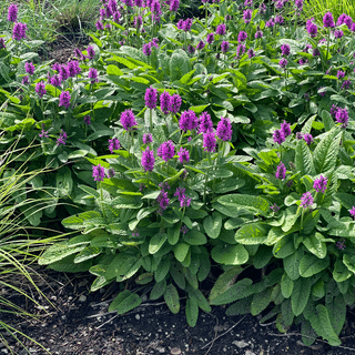 Stachys x 'Hummelo'