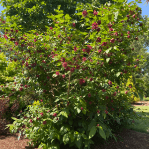 Aphrodite Sweetshrub