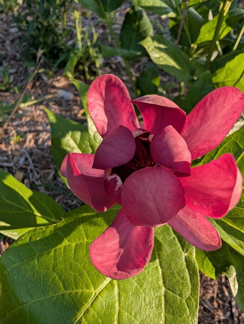 Aphrodite Sweetshrub - Image 2