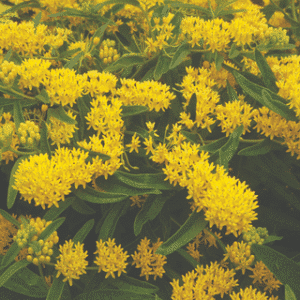 Asclepias tuberosa 'Hello Yellow'