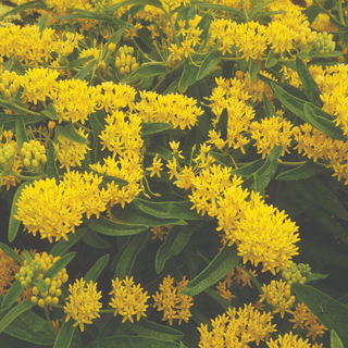 Asclepias tuberosa 'Hello Yellow'