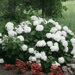 Hydrangea arborescens 'Abetwo'