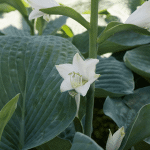 Hosta 'Elegans'