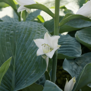 Hosta 'Elegans'