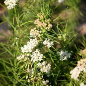 Asclepias verticillata